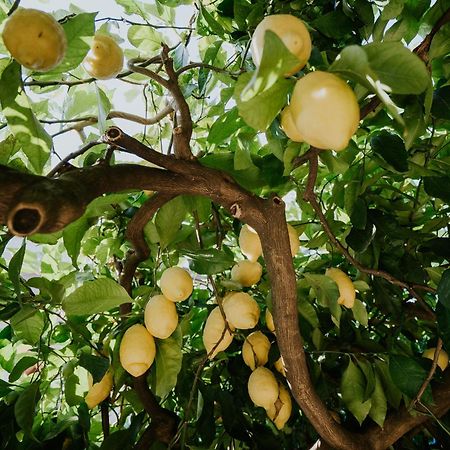 Il Giardino Dei Limoni Lejlighed Polvica Eksteriør billede