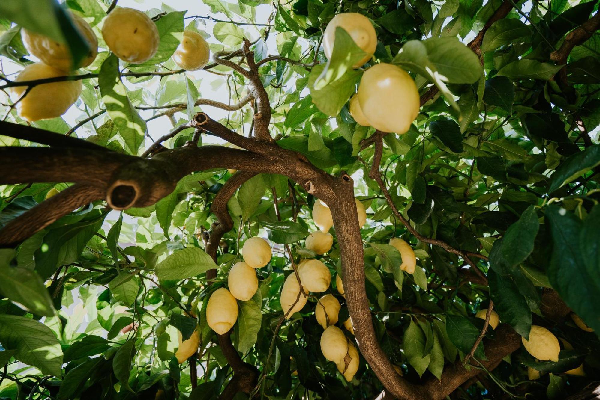 Il Giardino Dei Limoni Lejlighed Polvica Eksteriør billede