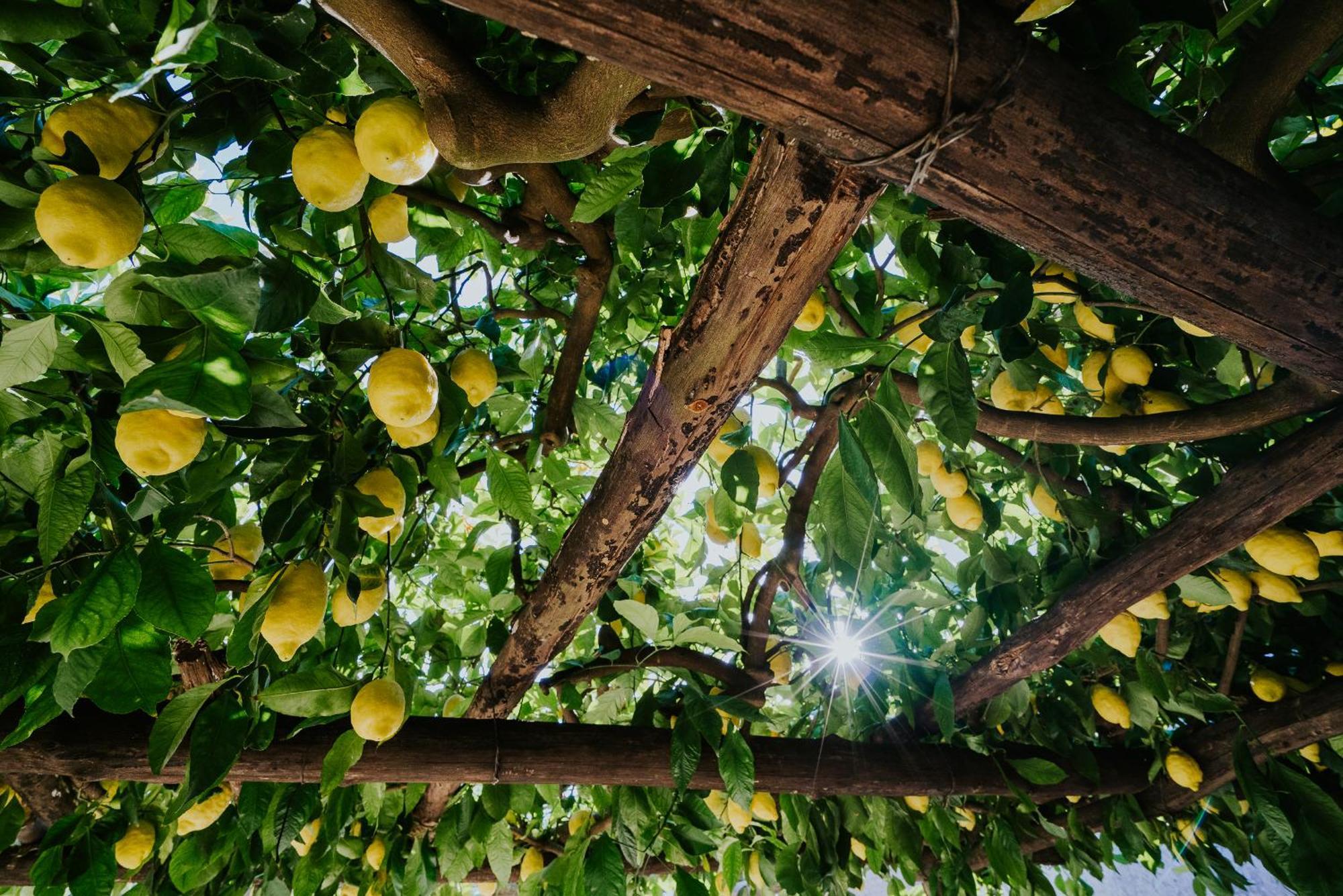 Il Giardino Dei Limoni Lejlighed Polvica Eksteriør billede